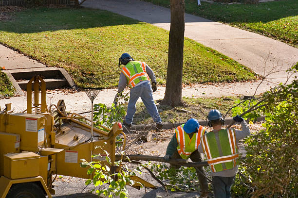 The Steps Involved in Our Tree Care Process in Titusville, FL